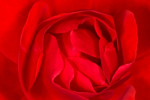 close up of red rose photo