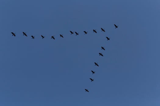 flock of great cormorants flying in a blue sky photo