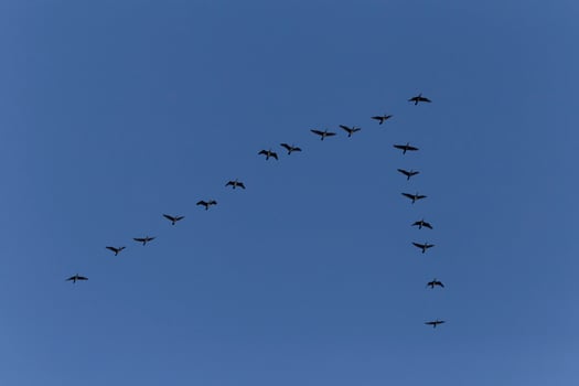 flock of birds flying in a clear blue sky photo