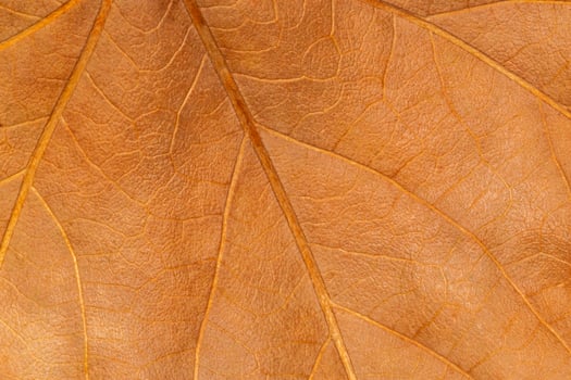 close up of orange maple leaf texture photo
