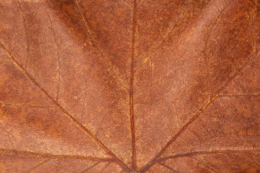 dark brown dry maple leaf texture photo