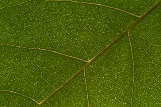 close up of green leaf photo