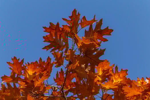 oak tree foliage against blue sky at fall photo