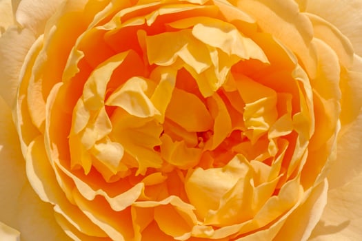 close up of yellow rose photo