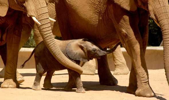 The family in the herd of elephants is guarding a newborn elephant. photo