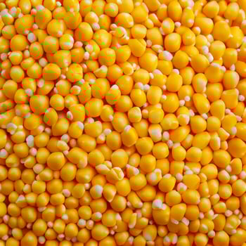 Ripe corn, corn grain background - image photo