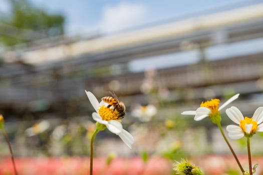Honey bee take nectar on the meadow flower when day time. The photo is suitable to use for animal wild life background, spring poster and nature content media.