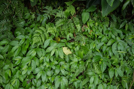 Texture and surface of green leaf wild plant on the tropical forest. Photo is suitable to use for nature background, botanical poster and nature content media.