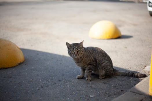 Stray cat on road. Pet in town. Predator on street. photo