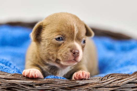 Chihuahua puppy in basket. photo