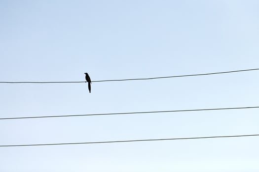 One alone bird on wire photo
