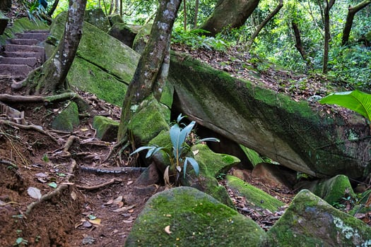 copolia trail, huge granite rocks and mosses, Mahe Seychelles photo