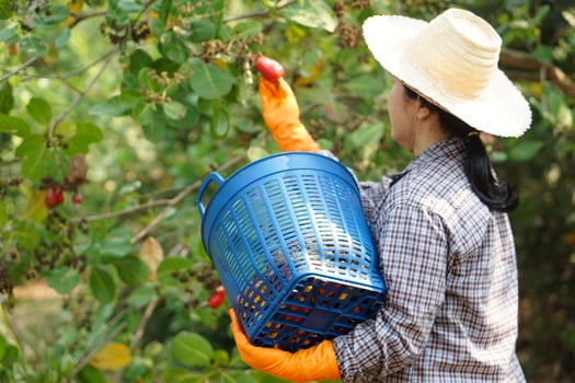Asian gardener is working and harvesting cashew apple fruits in garden. Concept, agriculture occupation, Thai farmers grow cashew fruits as economic and export crops  goods photo