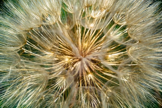 Beautiful wild growing flower seed dandelion on background meadow photo