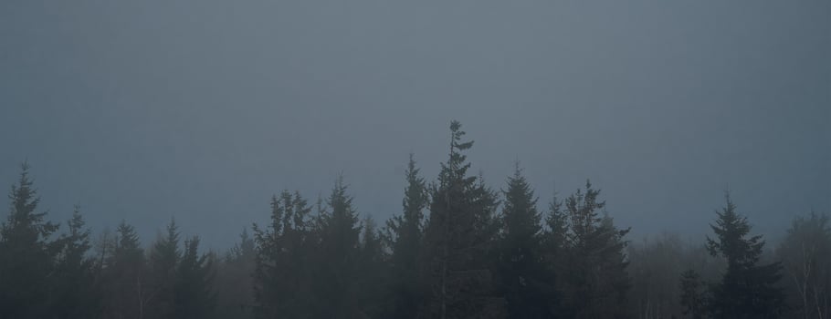 Pine tree forest silhouette with fog photo