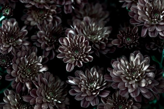 Floral vintage background. Dark chrysanthemums. Mystical flowers. photo