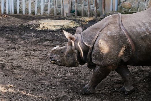 Indian rhinoceros in Zoo photo