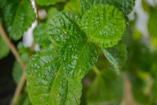 Close up of strawberry leaf texture and surface when harvest season on the spring time at green garden Malang. The photo is suitable to use for botanical poster, background and harvest advertising.