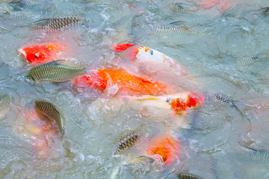 Beautiful carp koi fish swimming in pond in the garden photo