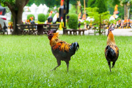 Beautiful black rooster cock on green grass background photo