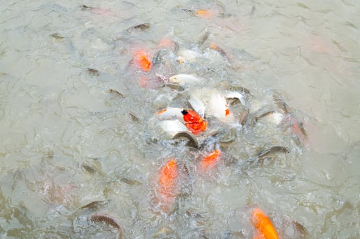 Beautiful carp koi fish swimming in pond in the garden photo