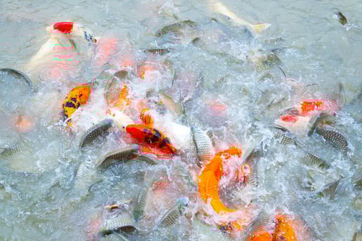 Beautiful carp koi fish swimming in pond in the garden photo
