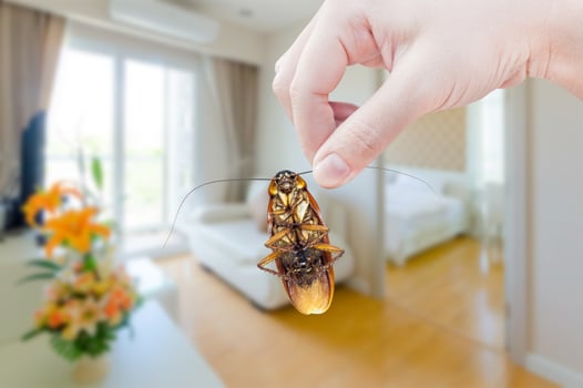 Woman's Hand holding cockroach on bedroom background, eliminate cockroach in bedroom photo