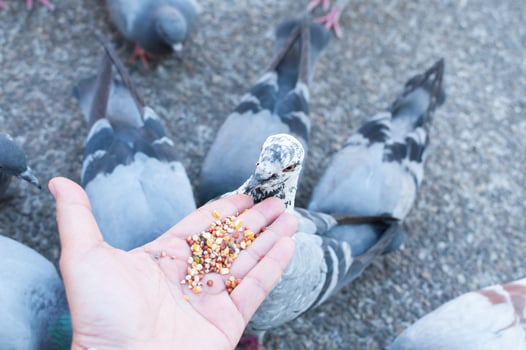 Pigeon eating from woman hand on the park,feeding pigeons in the park at the day time photo