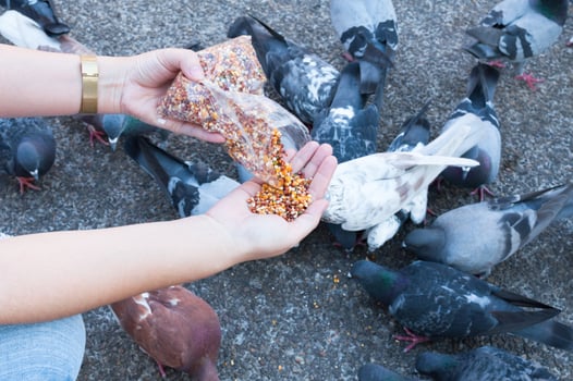Pigeon eating from woman hand on the park,feeding pigeons in the park at the day time photo