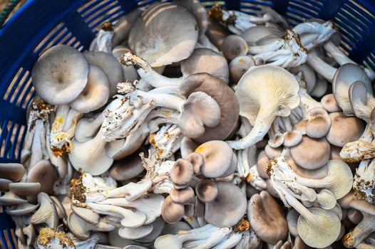 Fresh grey oyster mushroom on basket, fresh raw oyster mushroom for cooking food or sell in the market photo