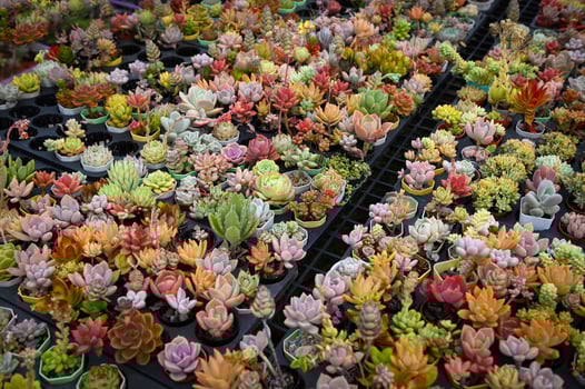succulent plants garden and cactus garden succulent plants in pot decorate in the garden, beautiful cactus farm photo