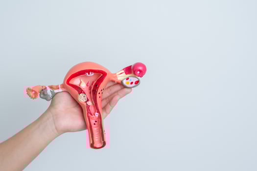 Woman holding Uterus and Ovaries model. Ovarian and Cervical cancer, Cervix disorder, Endometriosis, Hysterectomy, Uterine fibroids, Reproductive system and Pregnancy concept photo
