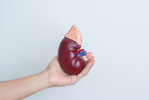 woman holding Anatomical human kidney Adrenal gland model. disease of Urinary system and Stones, Cancer, world kidney day, Chronic kidney and Organ Donor Day concept photo
