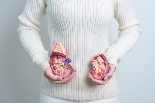 woman holding Anatomical human kidney Adrenal gland model. disease of Urinary system and Stones, Cancer, world kidney day, Chronic kidney and Organ Donor Day concept photo
