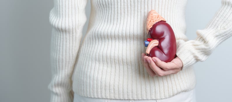 woman holding Anatomical human kidney Adrenal gland model. disease of Urinary system and Stones, Cancer, world kidney day, Chronic kidney and Organ Donor Day concept photo