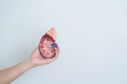 woman holding Anatomical human kidney Adrenal gland model. disease of Urinary system and Stones, Cancer, world kidney day, Chronic kidney and Organ Donor Day concept photo