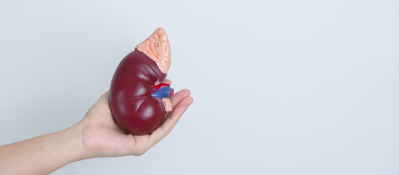woman holding Anatomical human kidney Adrenal gland model. disease of Urinary system and Stones, Cancer, world kidney day, Chronic kidney and Organ Donor Day concept photo
