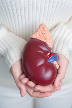 woman holding Anatomical human kidney Adrenal gland model. disease of Urinary system and Stones, Cancer, world kidney day, Chronic kidney and Organ Donor Day concept photo
