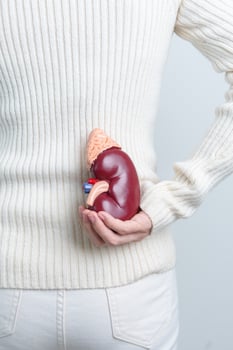 woman holding Anatomical human kidney Adrenal gland model. disease of Urinary system and Stones, Cancer, world kidney day, Chronic kidney and Organ Donor Day concept photo