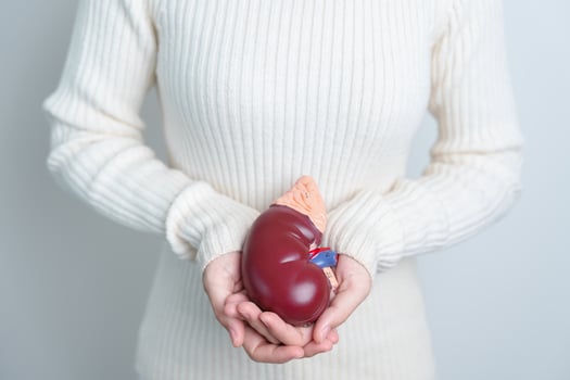 woman holding Anatomical human kidney Adrenal gland model. disease of Urinary system and Stones, Cancer, world kidney day, Chronic kidney and Organ Donor Day concept photo