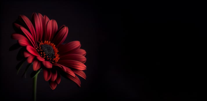Dark cosmos flower in black background photo