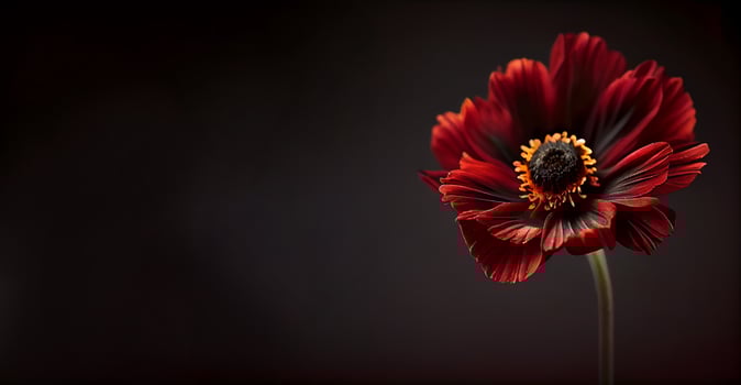 Dark anemon flower in black background photo