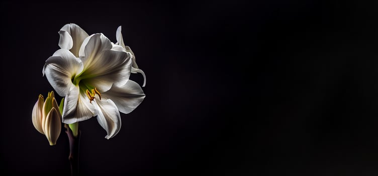 Dark petunia flower in black background photo