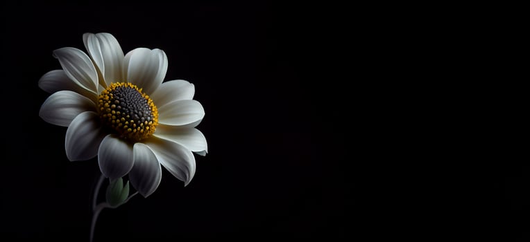 Dark anemon flower in black background photo