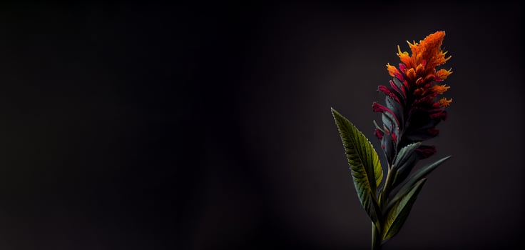 dark celosia flower in black background photo