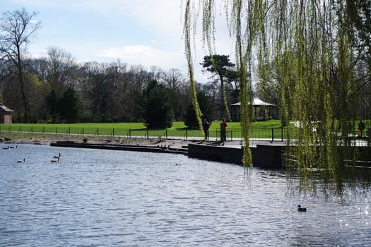 Low Angle View of Tree and Branches at Local Park photo