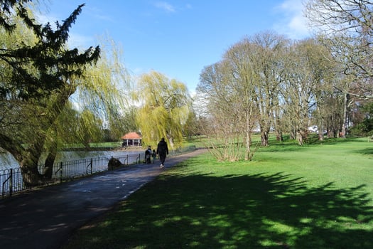 Low Angle View of Tree and Branches at Local Park photo