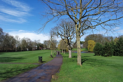 Low Angle View of Tree and Branches at Local Park photo
