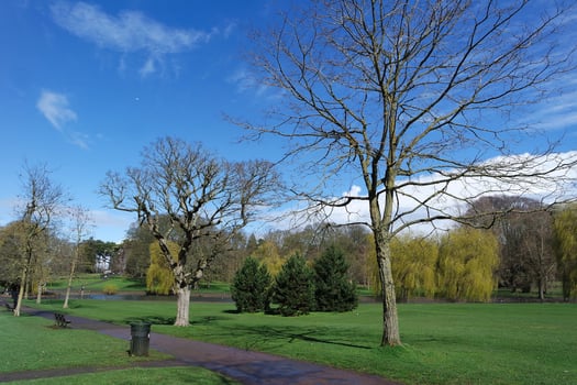 Low Angle View of Tree and Branches at Local Park photo