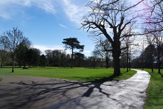 Low Angle View of Tree and Branches at Local Park photo
